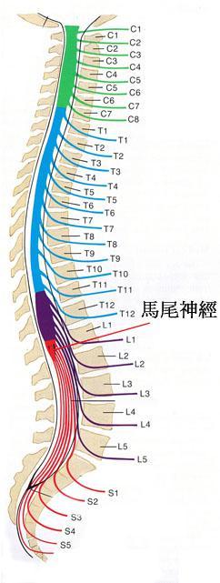 最新腰椎盘研究动态与进展探讨