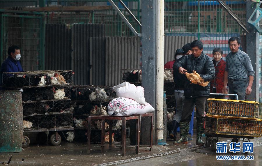 活禽市场最新动态与行业趋势深度解析