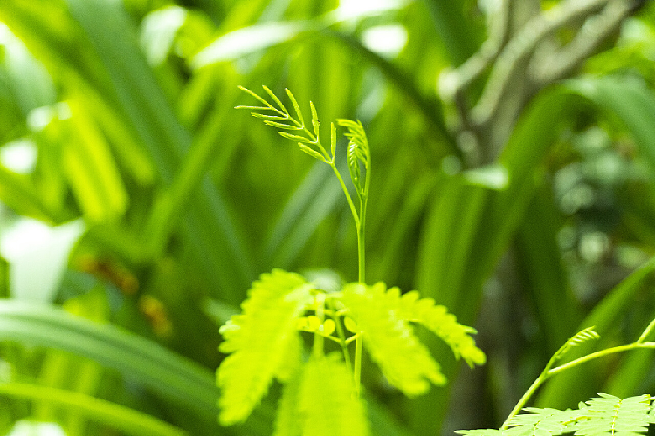 探索植物新领域的最新植物研究